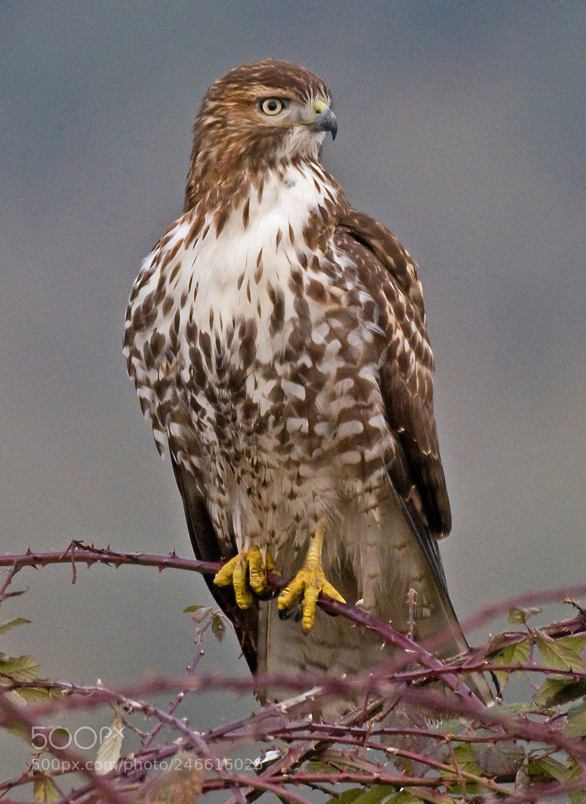 Nikon D300 sample photo. Redtail hawk photography
