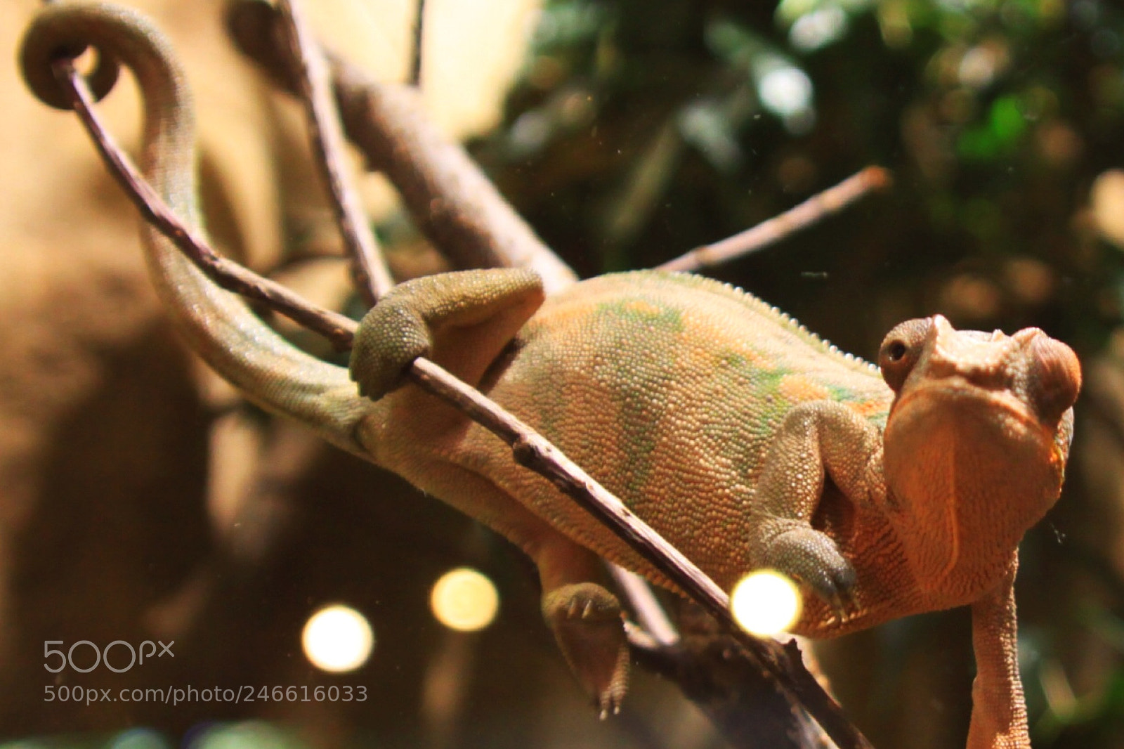 Canon EOS 50D sample photo. #animals #tiergarten # nuremberg photography
