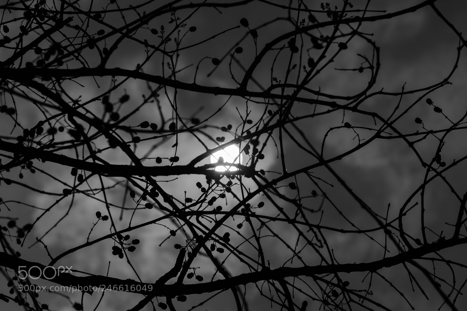 Sony a7 sample photo. Bw photography