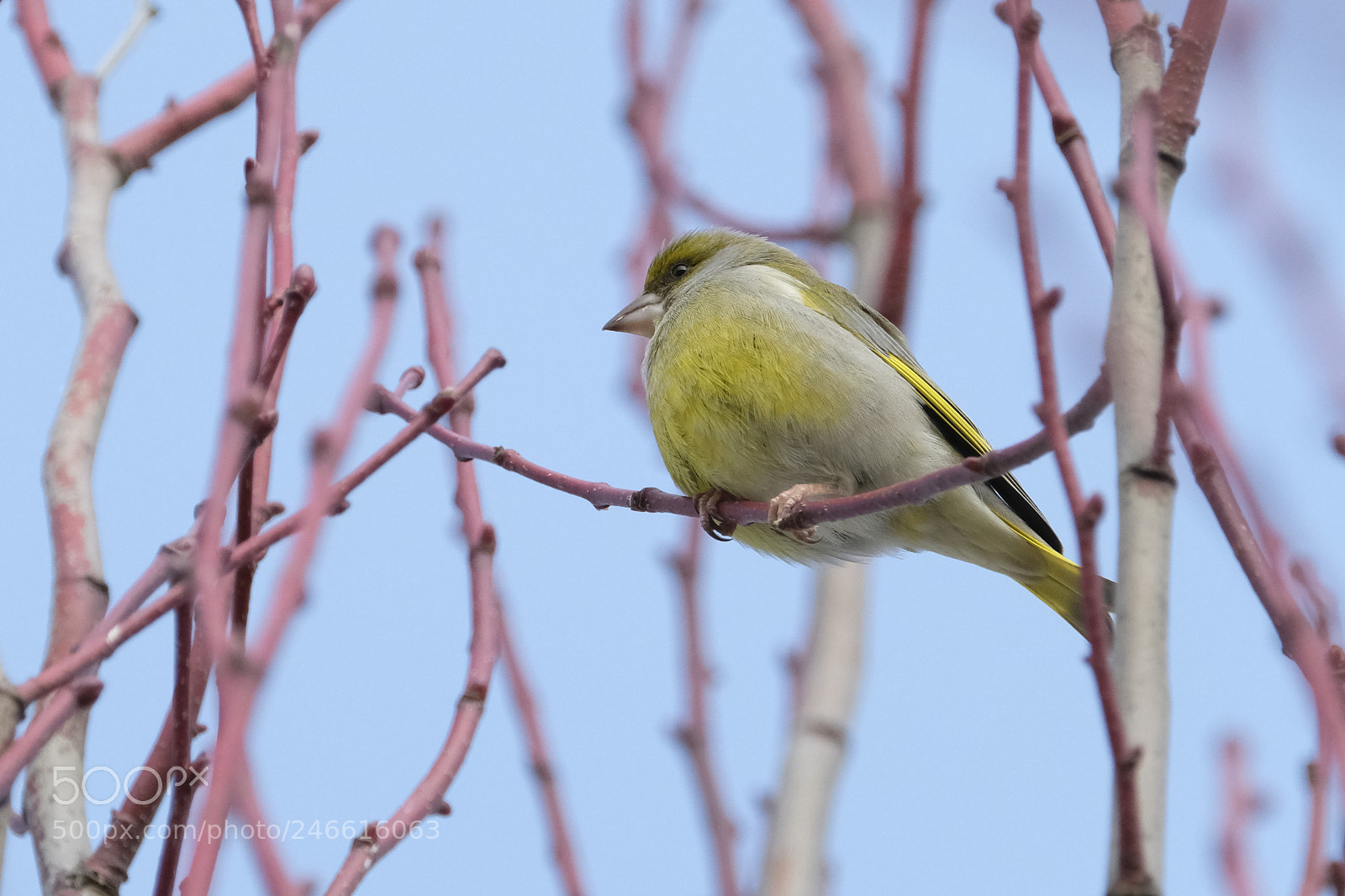 Fujifilm X-T2 sample photo. Spring is coming... photography