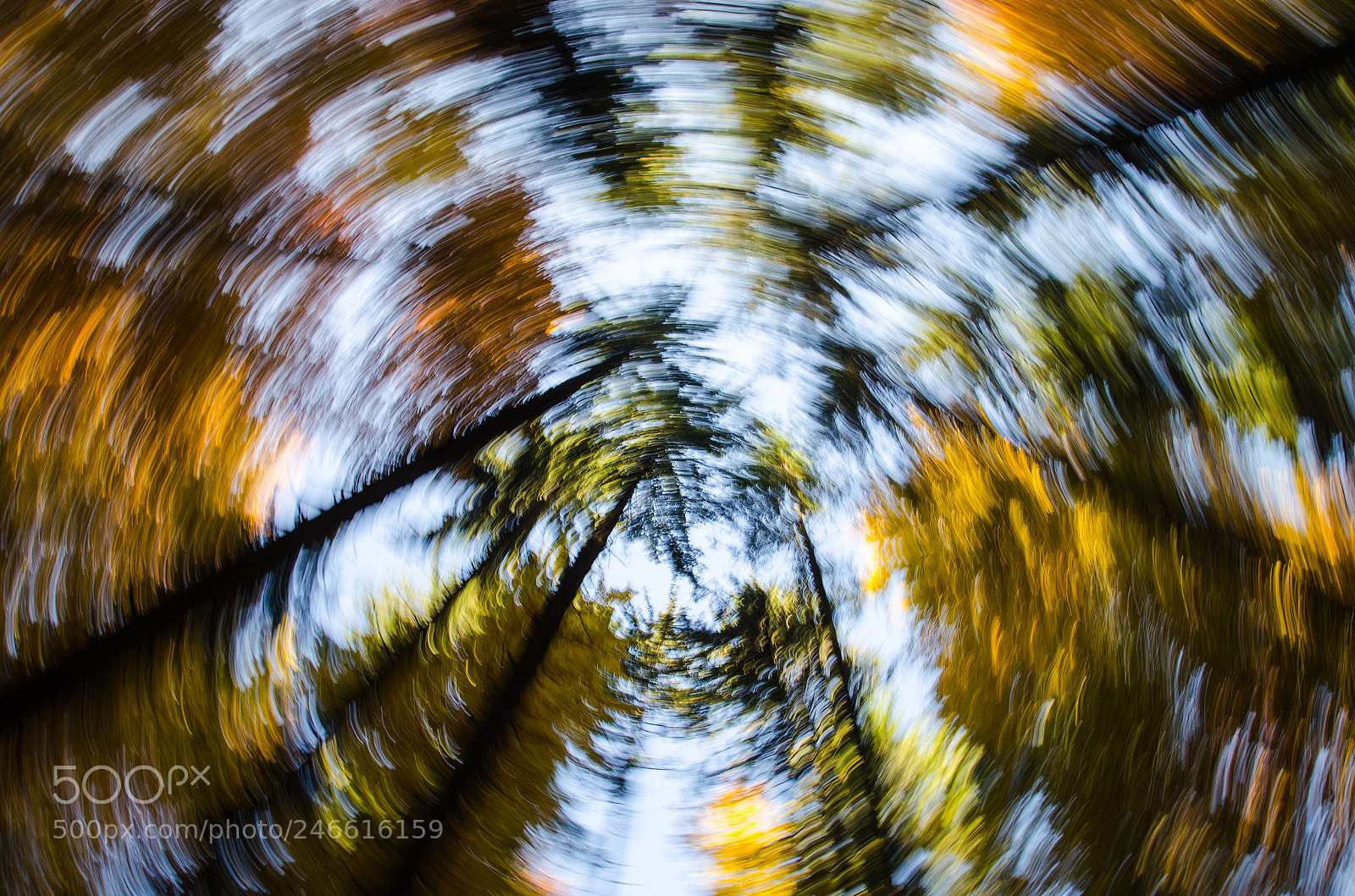Nikon D5100 sample photo. High woods photography