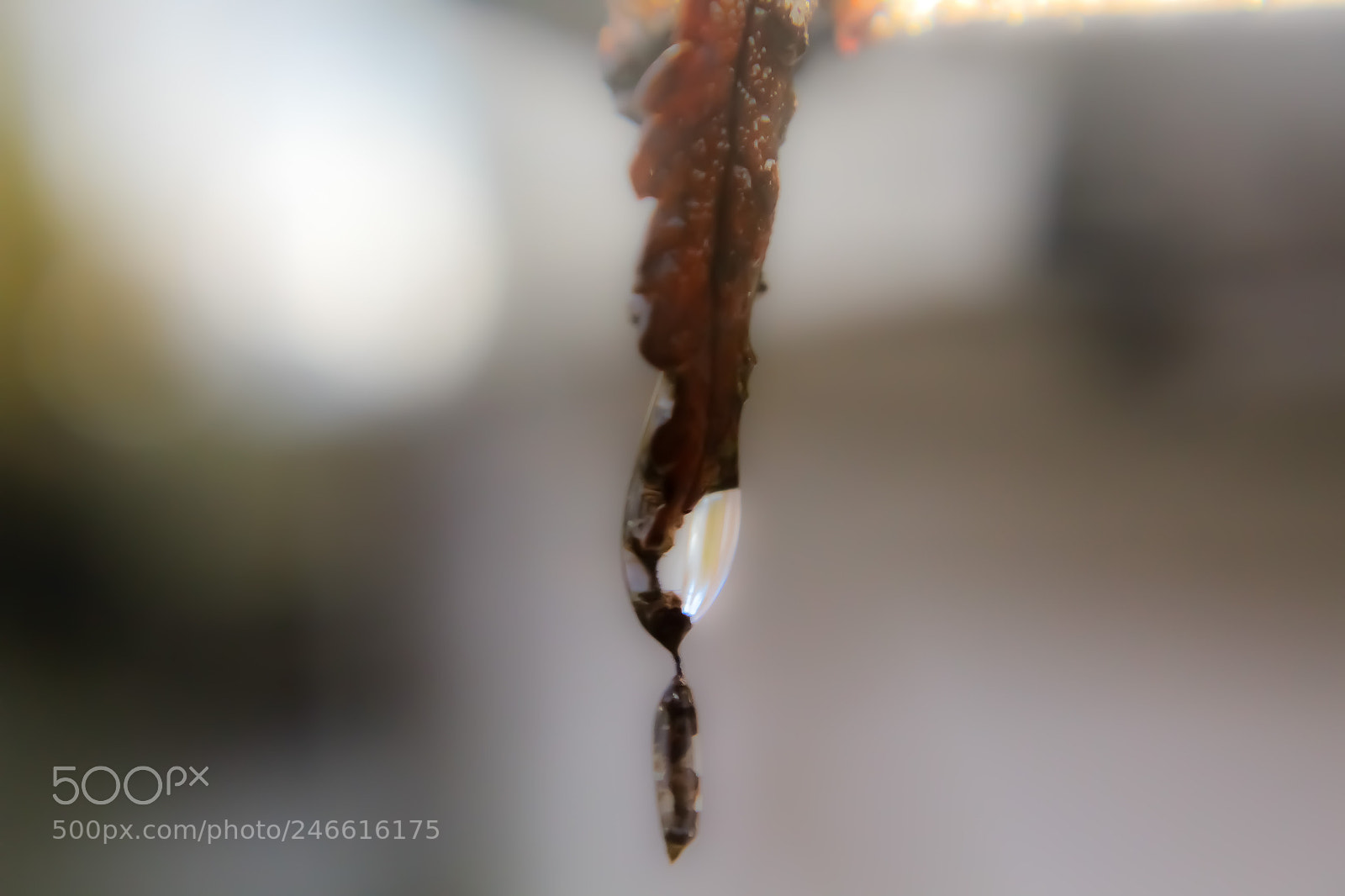 Canon EOS 1300D (EOS Rebel T6 / EOS Kiss X80) sample photo. Leafdrop photography