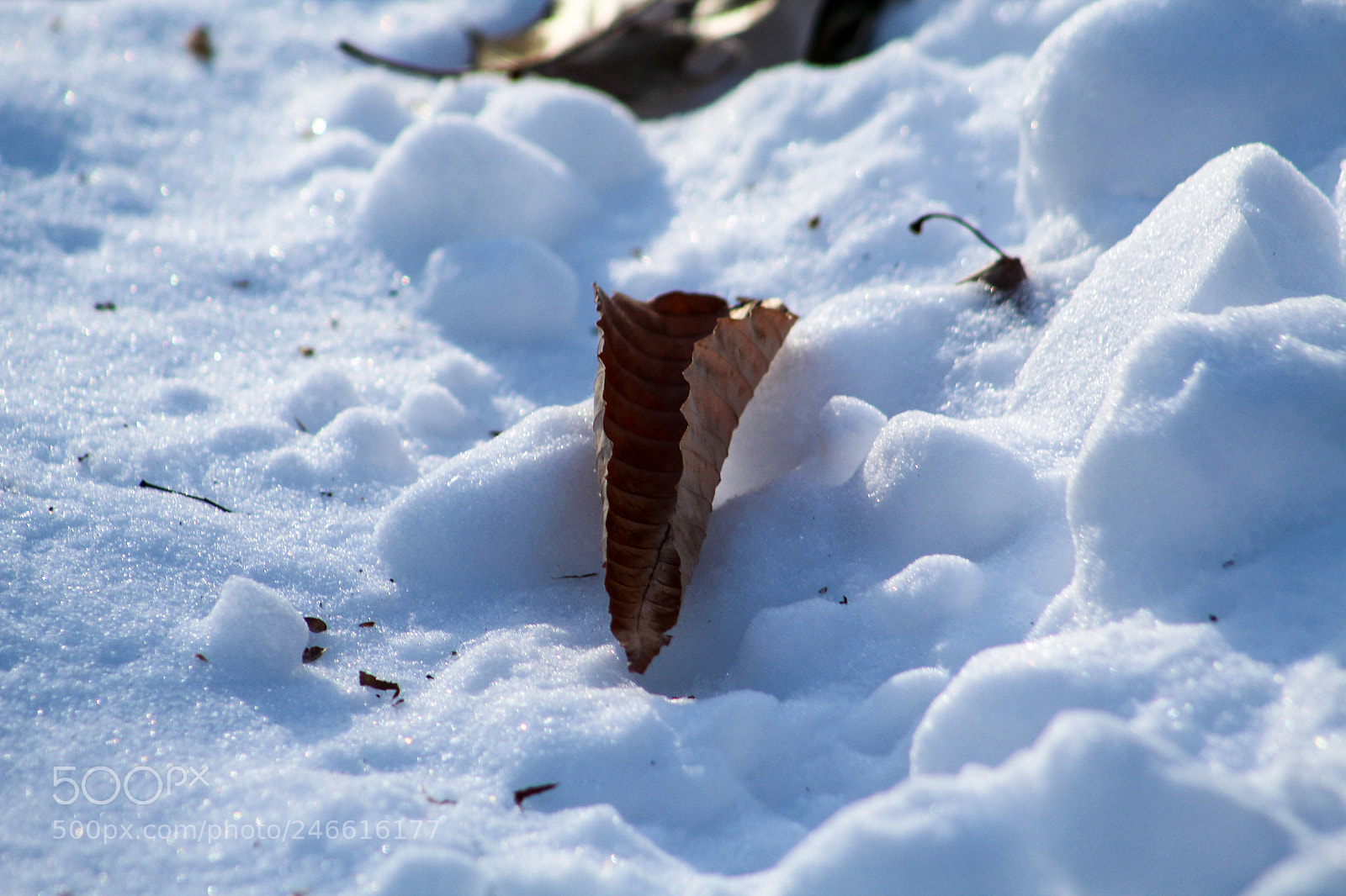 Canon EOS 1300D (EOS Rebel T6 / EOS Kiss X80) sample photo. Snowleaf photography