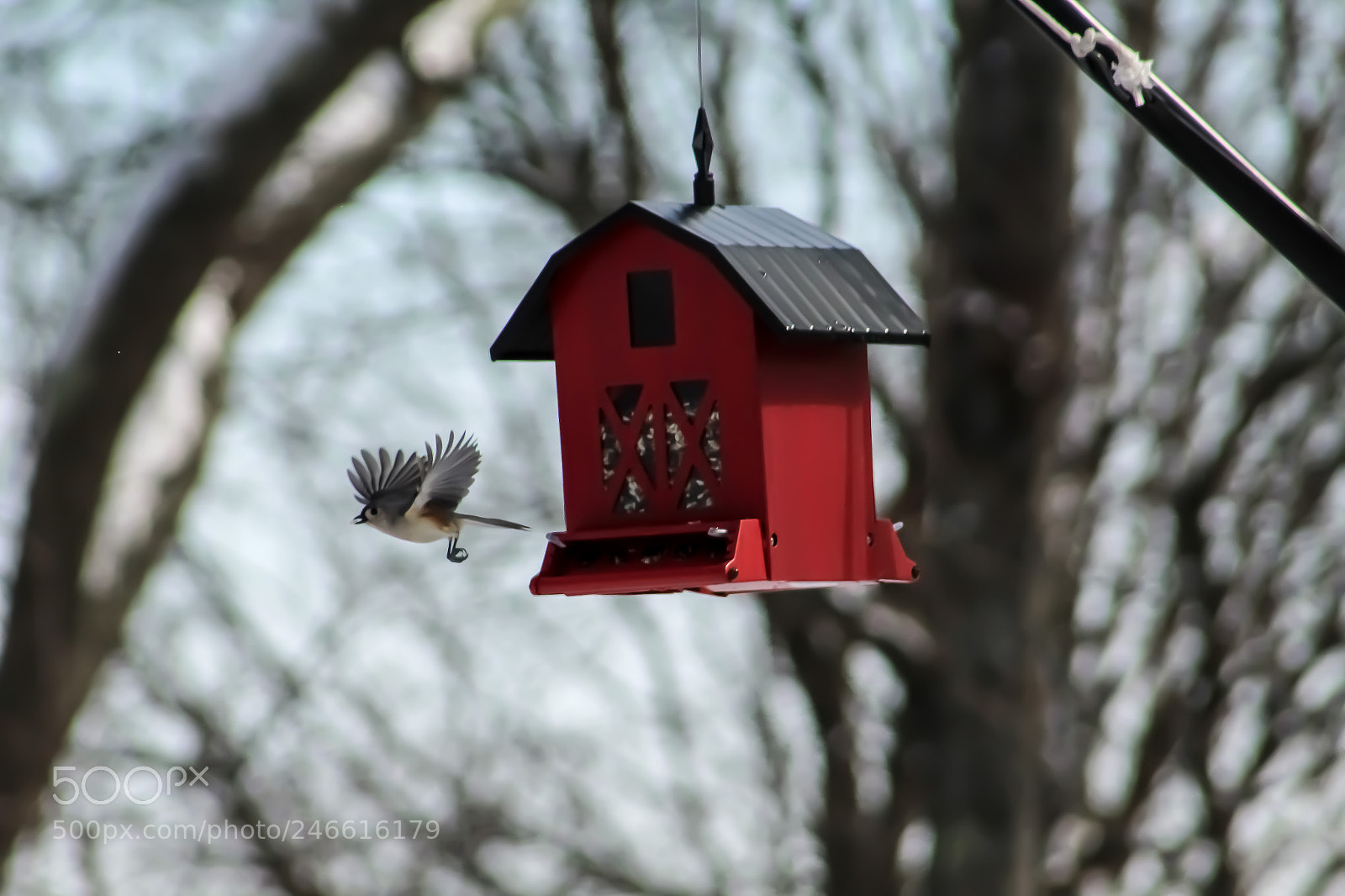 Canon EOS 1300D (EOS Rebel T6 / EOS Kiss X80) sample photo. Thebirdhouse photography