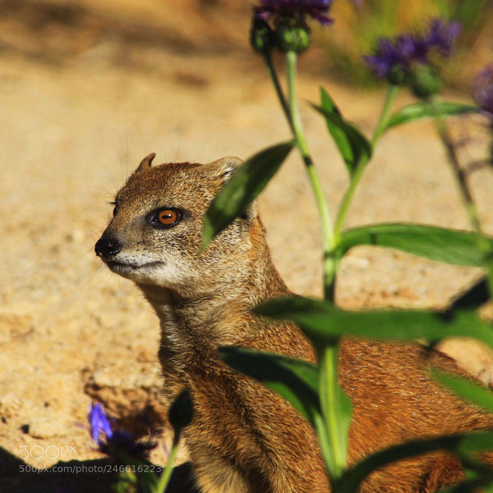 Canon EOS 50D sample photo. # animals # tiergarten #nuremberg photography