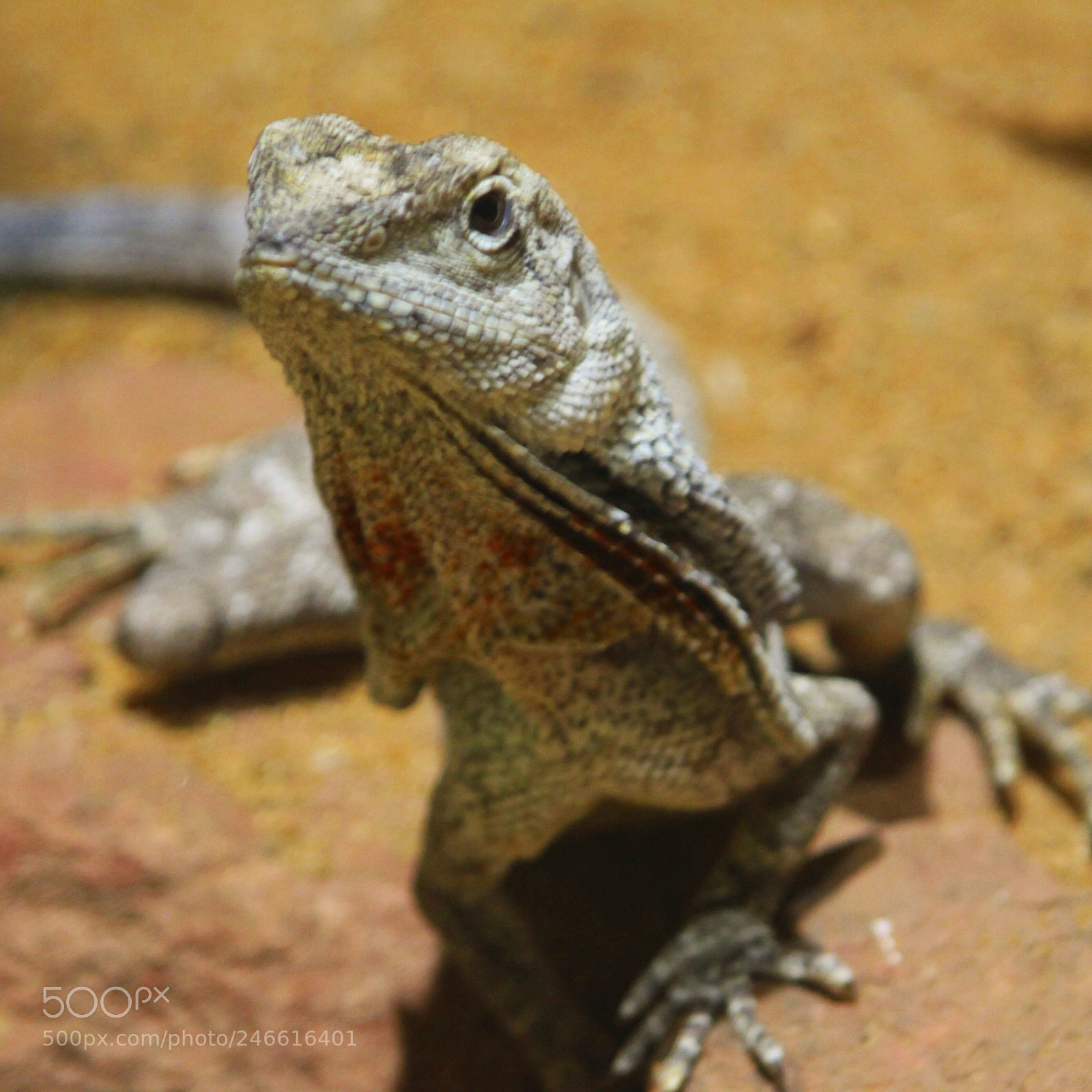 Canon EOS 50D sample photo. #animals #tiergarten #nürnberg photography