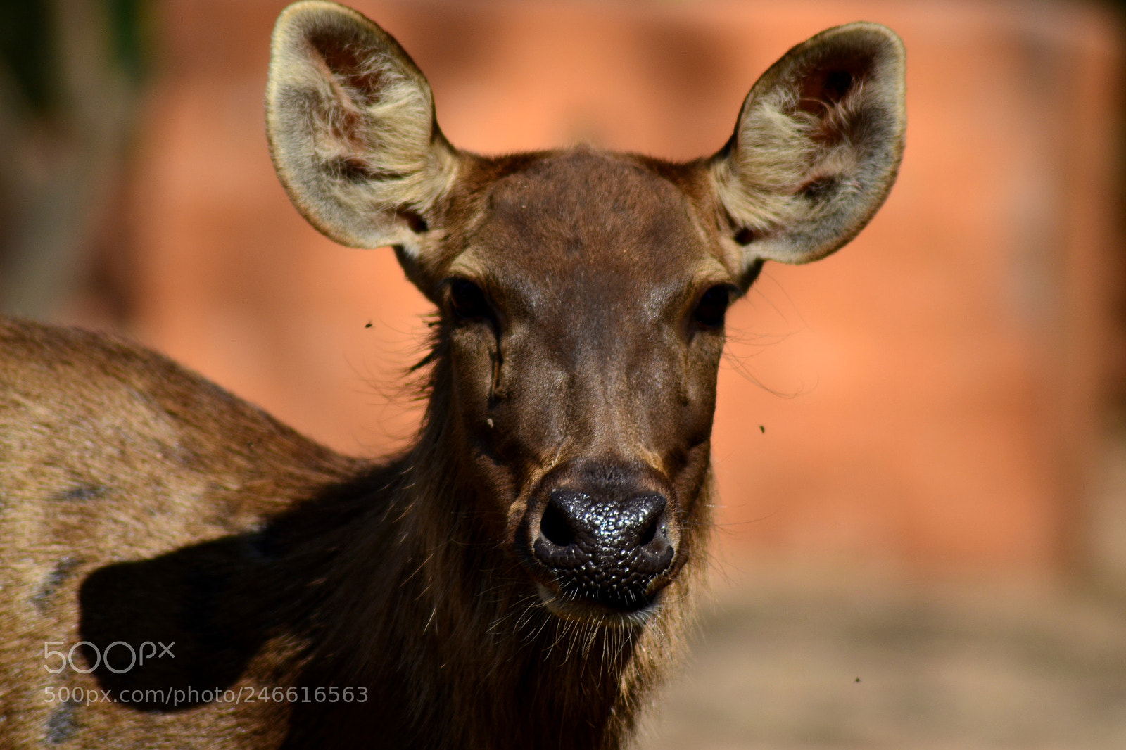 Nikon D3100 sample photo. Sambar deer photography