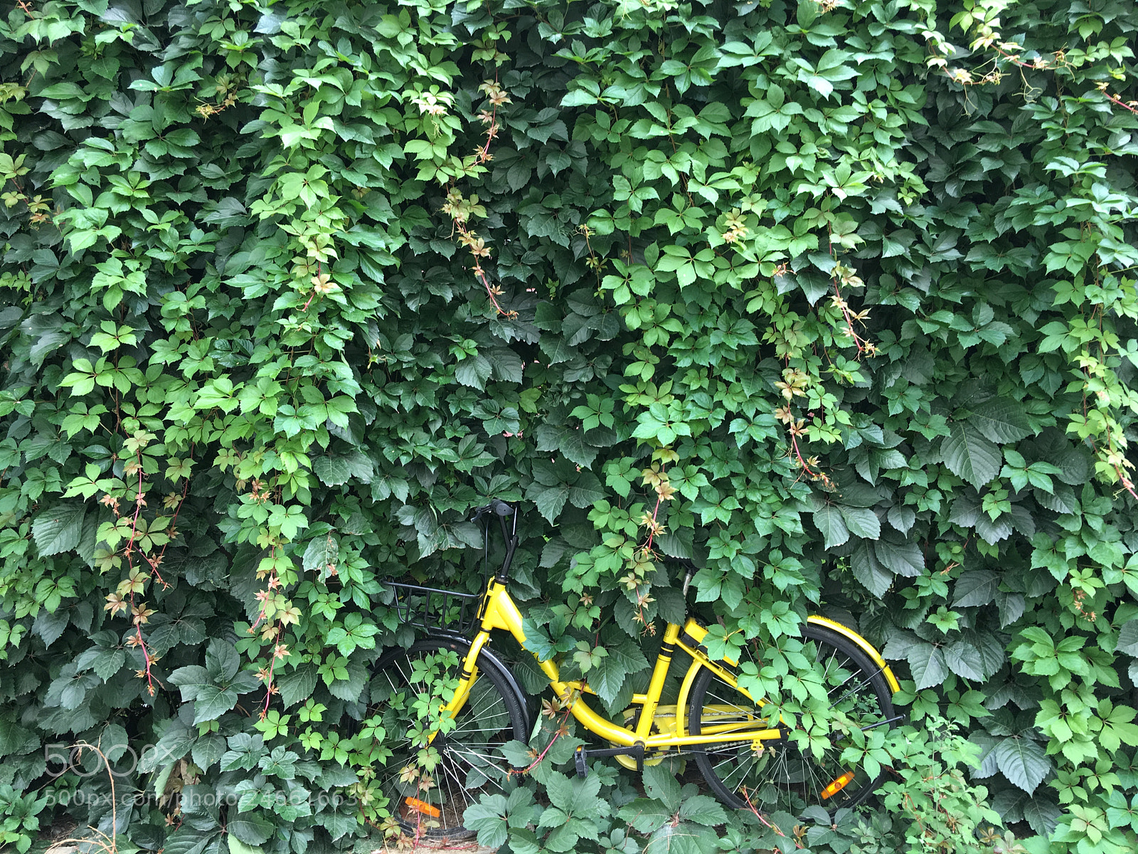 Apple iPhone 6s Plus sample photo. Summertime photography