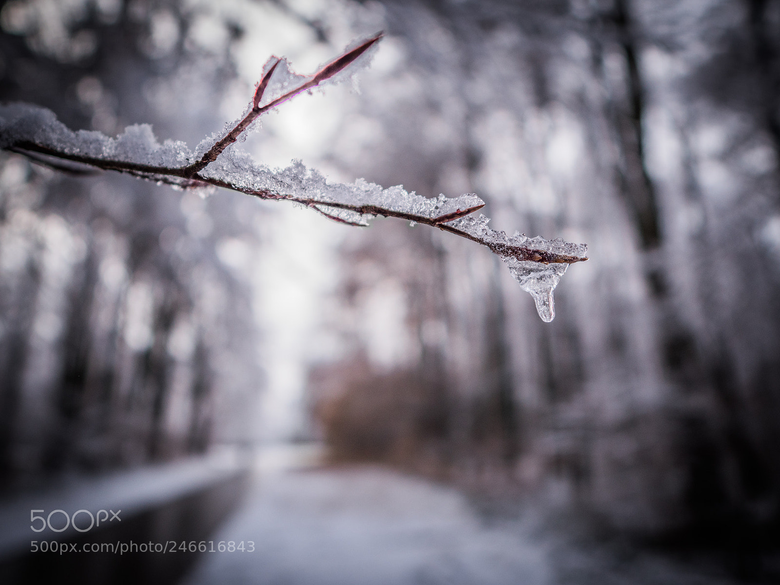 Panasonic Lumix DMC-GX8 sample photo. Wintertrail photography