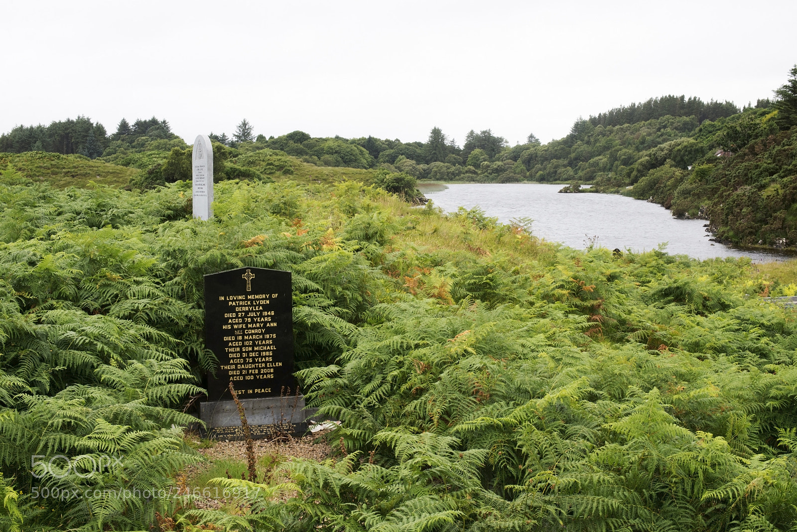 Nikon D600 sample photo. Fern cemetery (1) photography