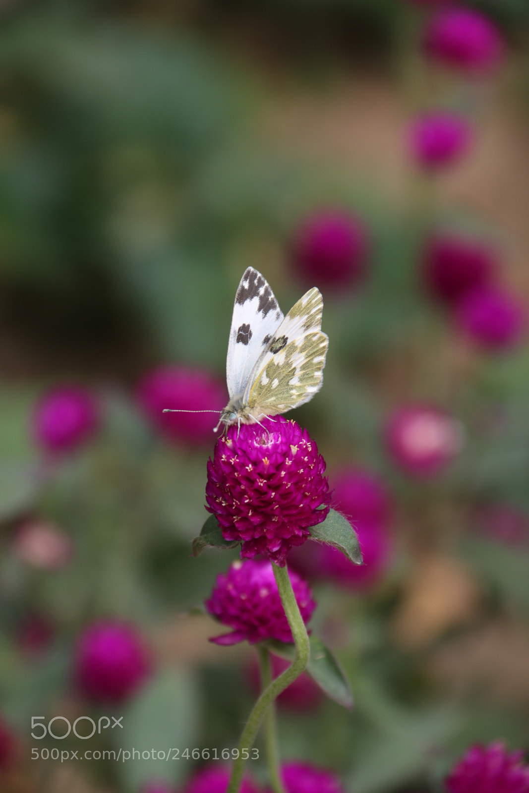 Canon EF-S 18-200mm F3.5-5.6 IS sample photo. Gomphrena globosa l. & pierisrapaelinne photography