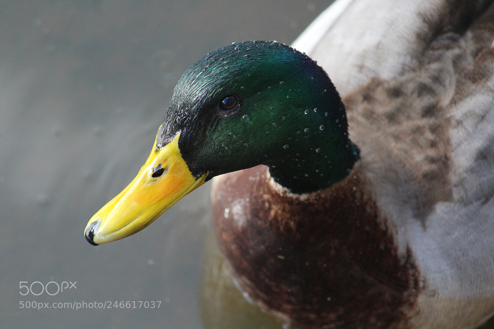 Canon EF-S 55-250mm F4-5.6 IS II sample photo. Hello photography