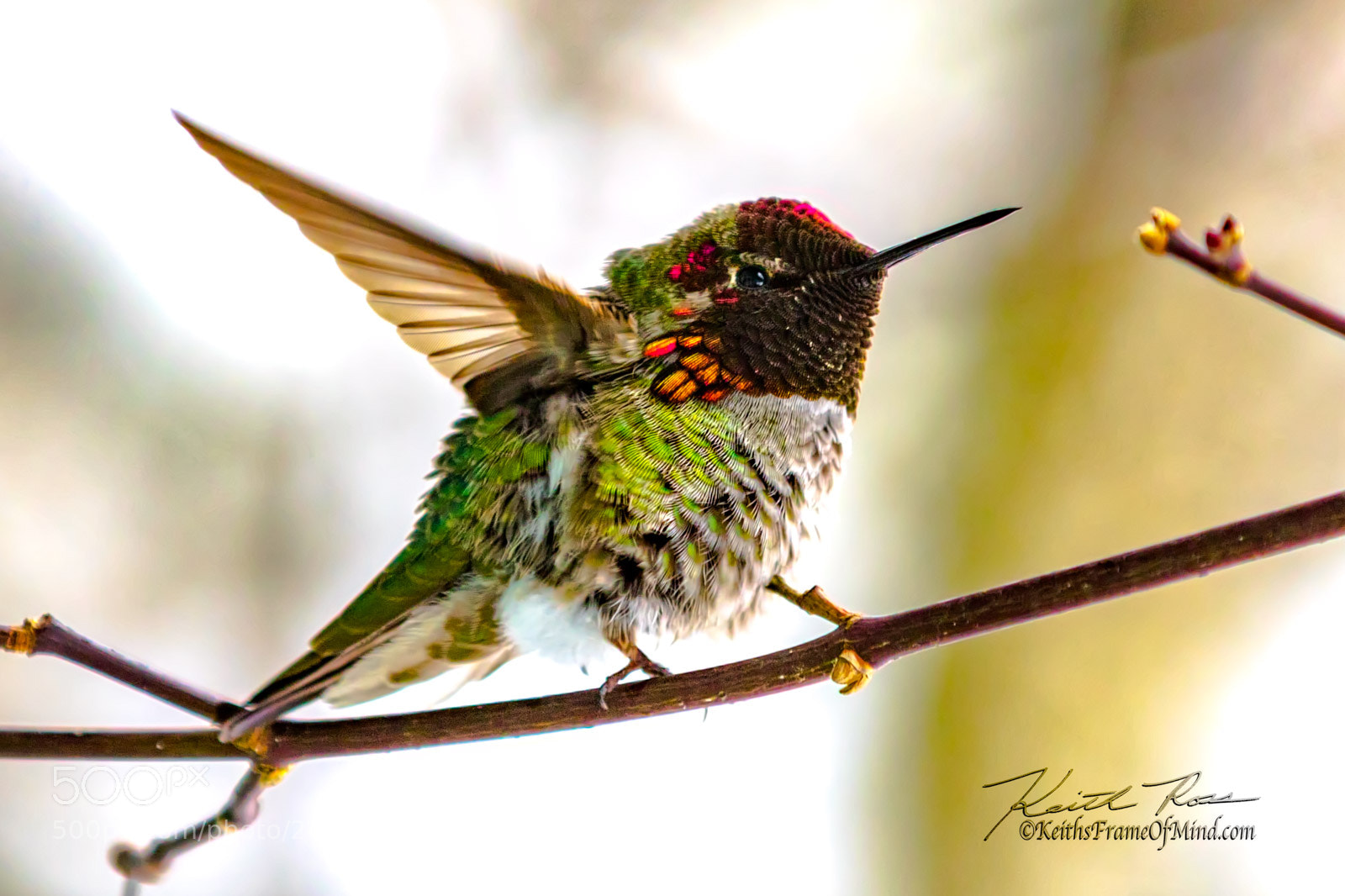 Canon EOS 7D Mark II sample photo. Hummingbird- fluffy cold photography