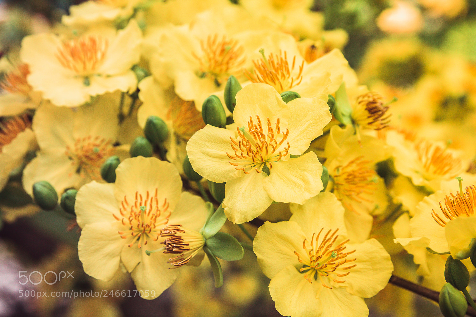 Canon EOS 60D sample photo. Spring flowers photography