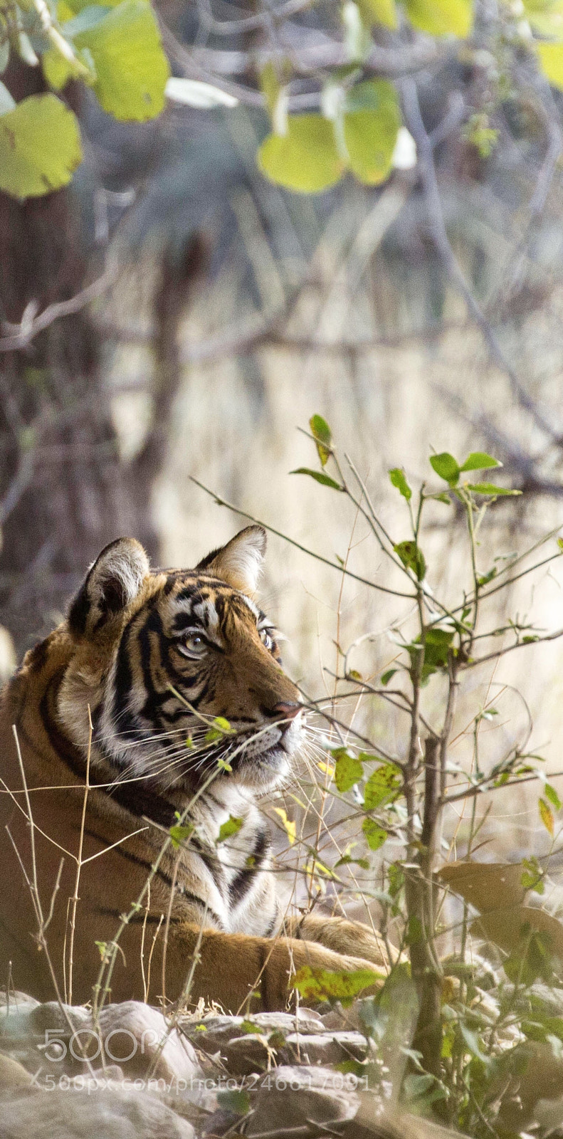Canon EOS 60D sample photo. Famous tiger of ranthambore photography