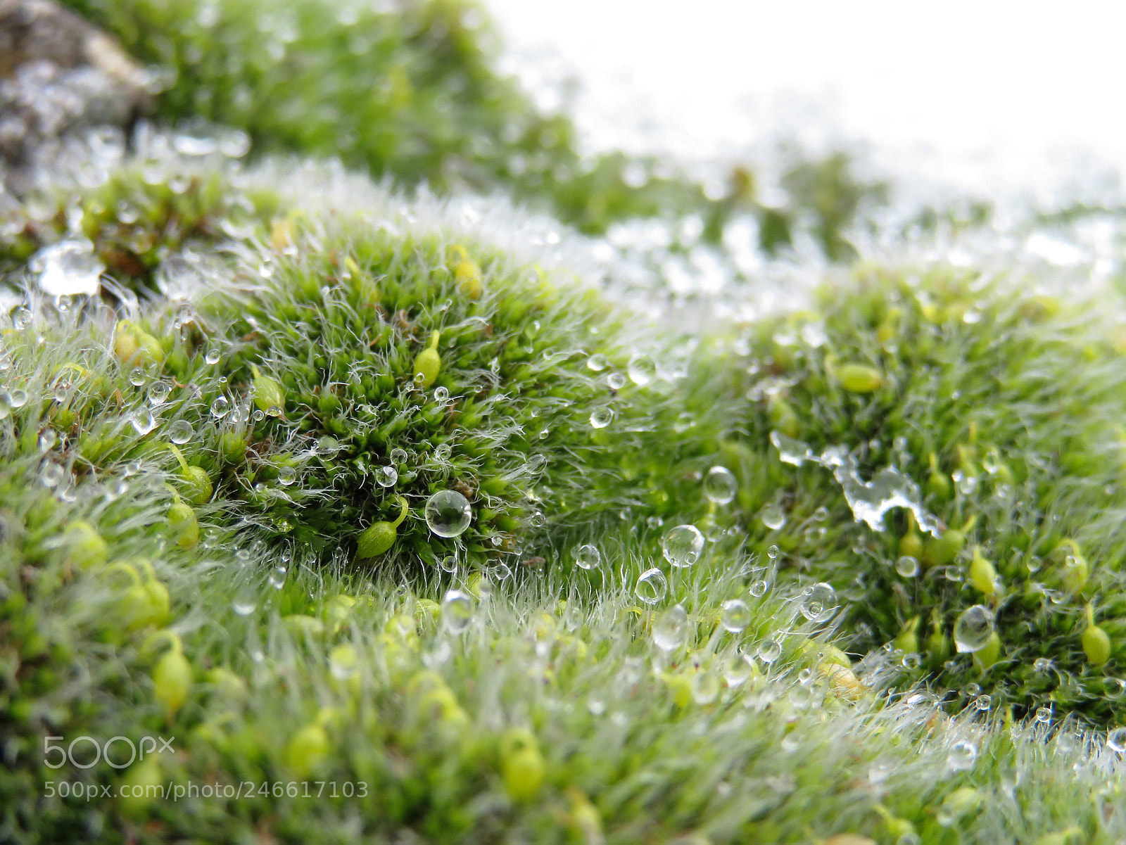 Canon PowerShot SX720 HS sample photo. Water drops on green photography