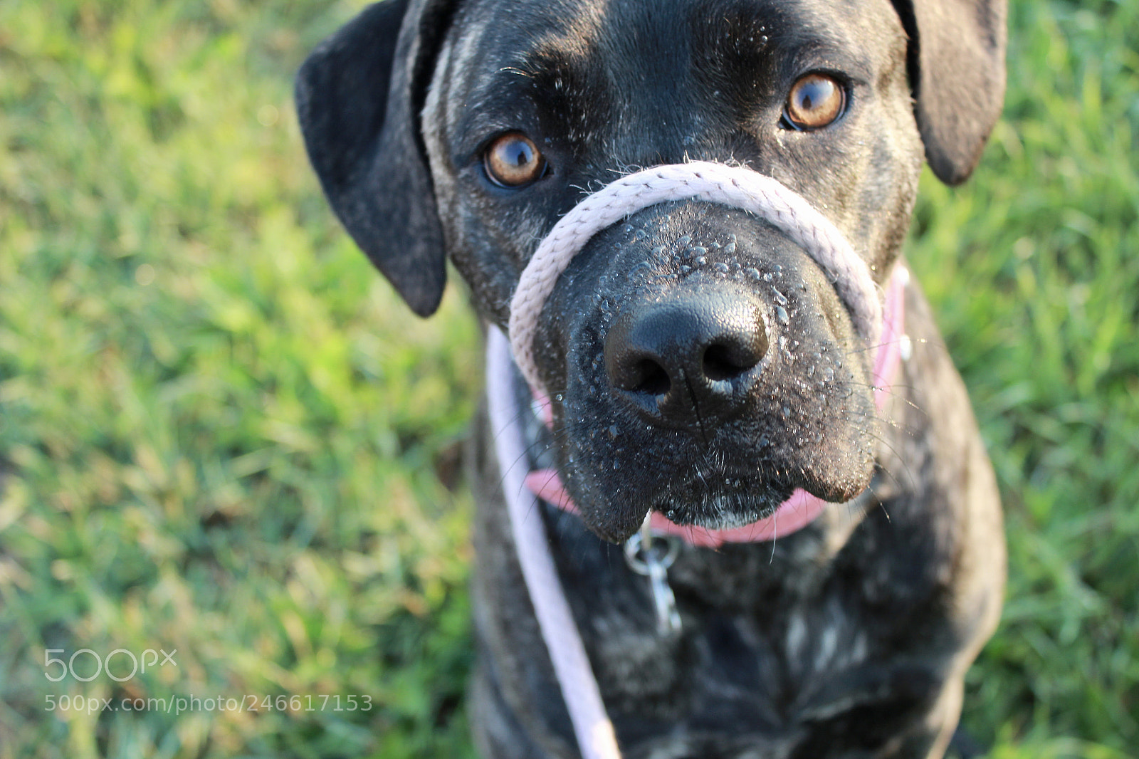 Canon EOS 600D (Rebel EOS T3i / EOS Kiss X5) sample photo. Sweet lucy lou photography