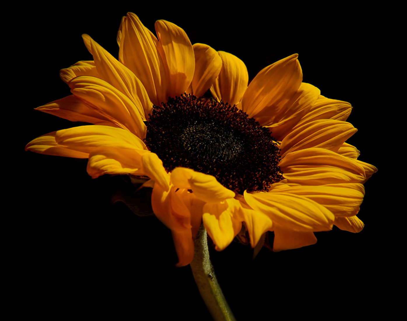 Olympus SZ-31MR sample photo. Golden sunflower photography