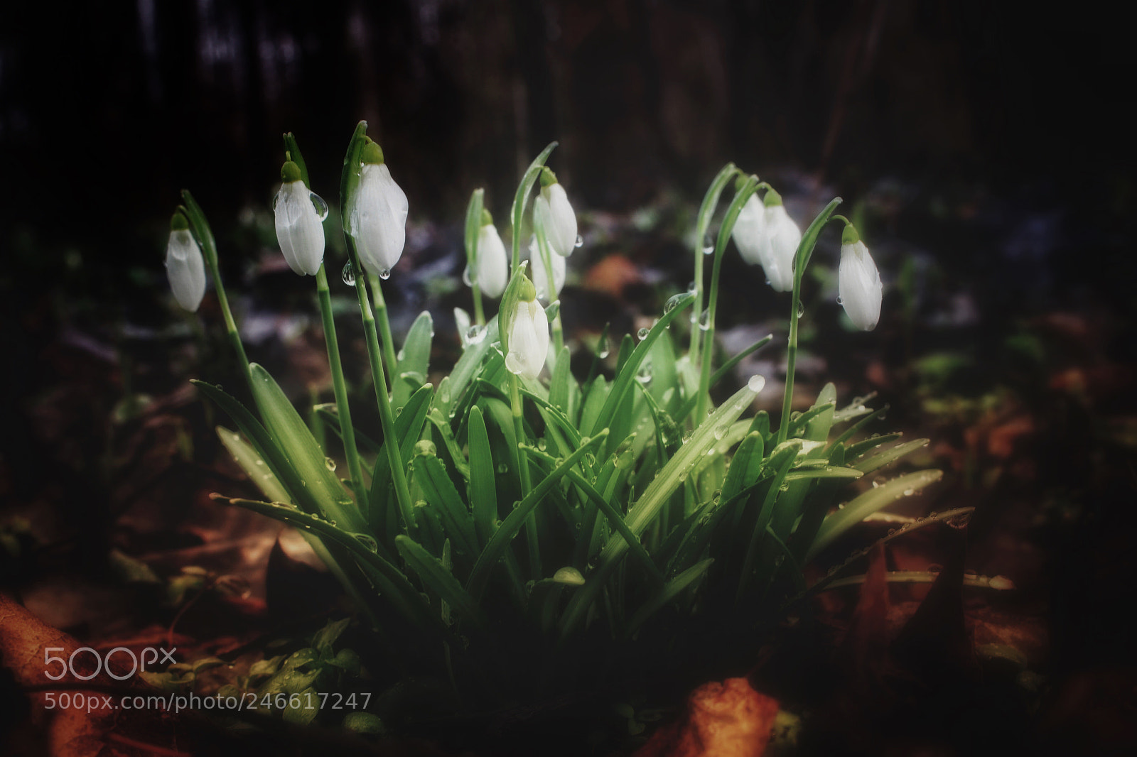 Canon EOS 760D (EOS Rebel T6s / EOS 8000D) sample photo. Snowdrops photography