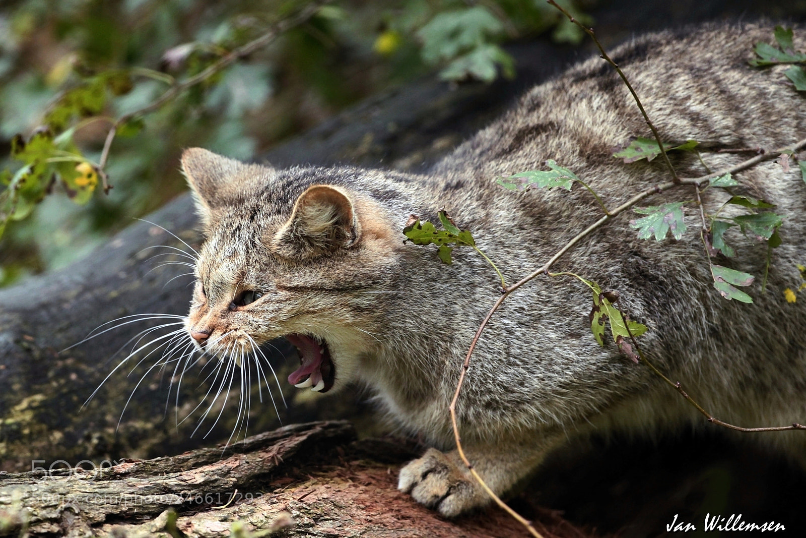 Canon EOS-1D Mark IV sample photo. Wildcat photography