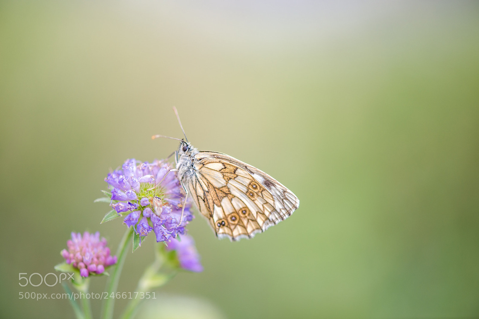 Nikon D800E sample photo. Sweetness & melanargia galathea (demi-deuil) photography