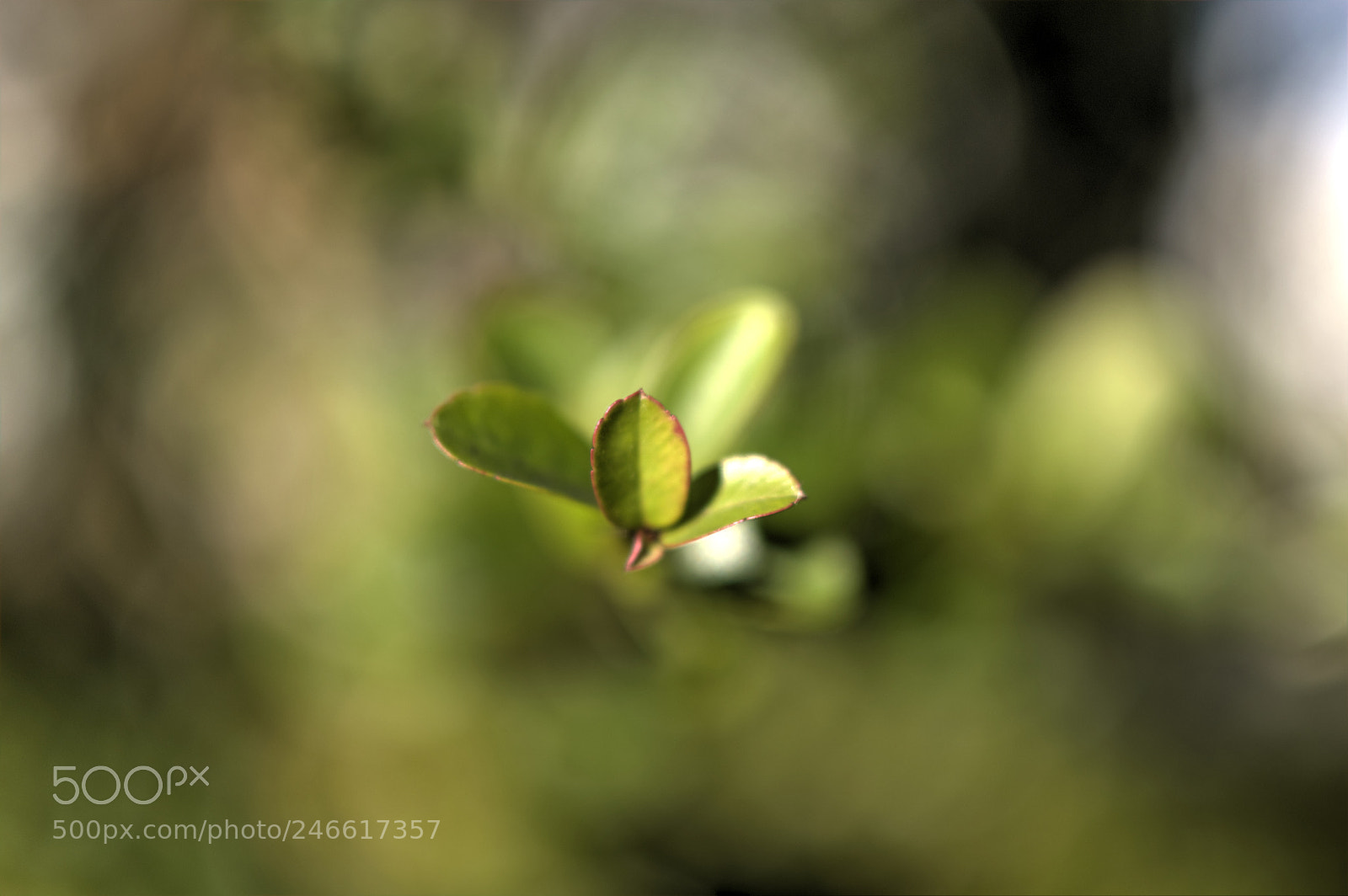 Nikon D3200 + Nikon AF-S DX Nikkor 35mm F1.8G sample photo. Tonemapped photography