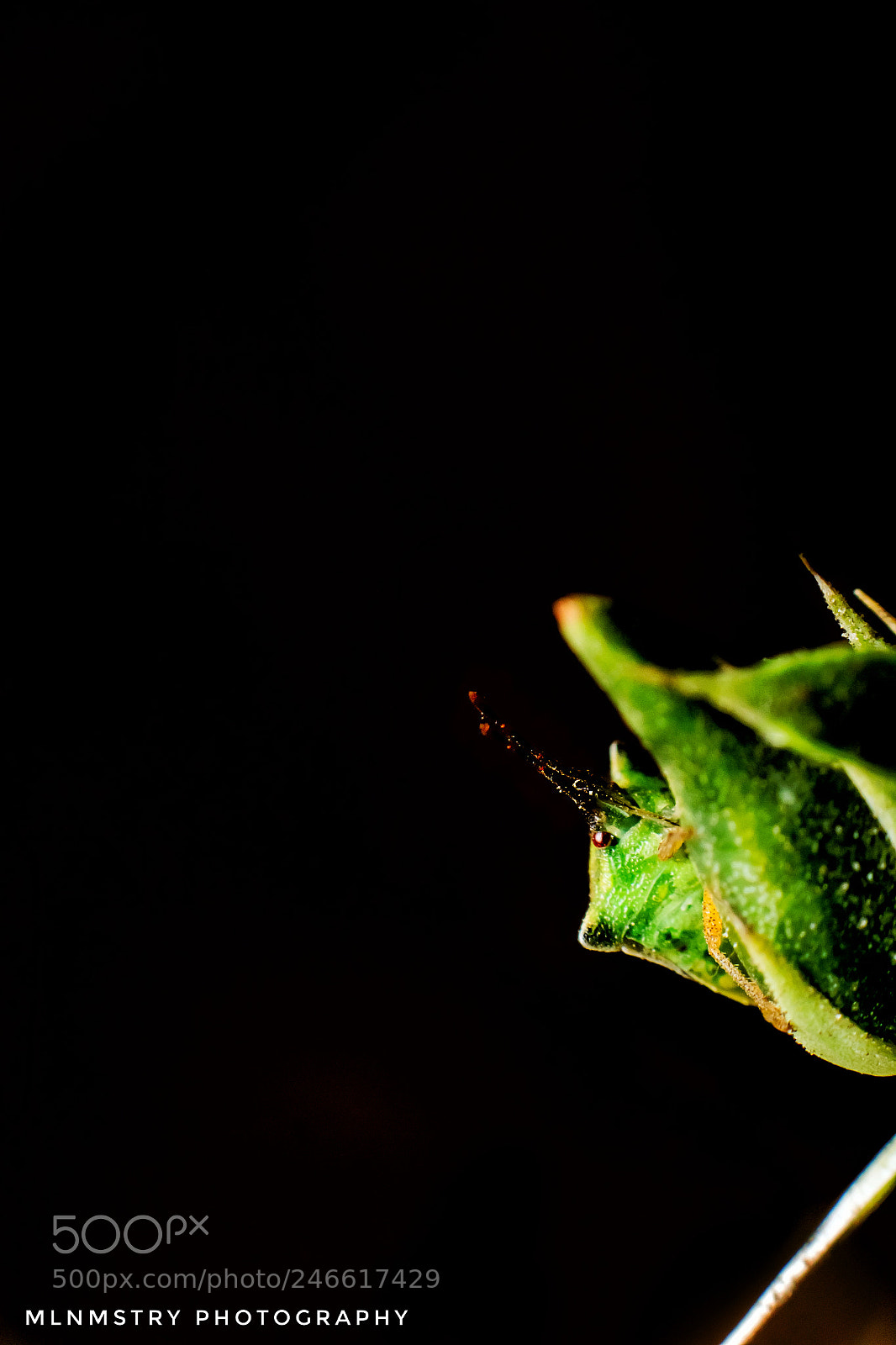 Canon EOS 1200D (EOS Rebel T5 / EOS Kiss X70 / EOS Hi) sample photo. Insect with camouflage photography
