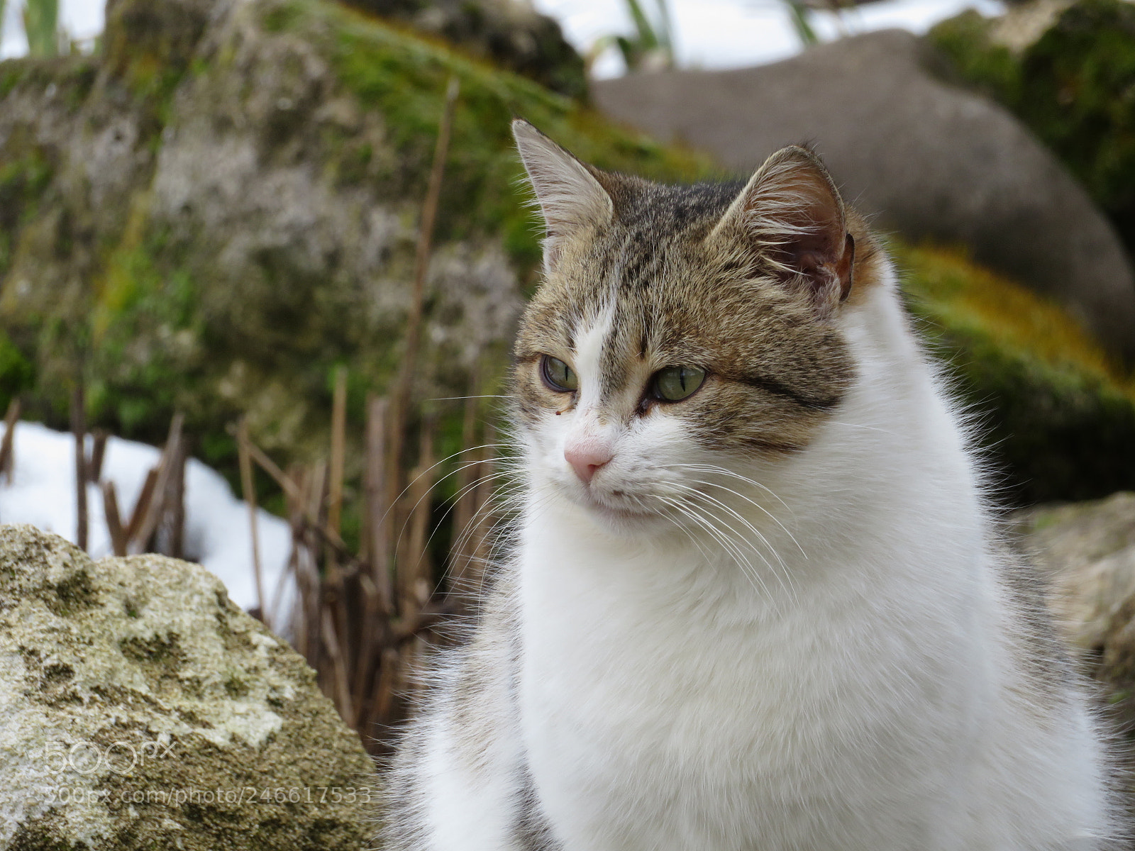 Canon PowerShot SX720 HS sample photo. Cat among the rocks photography