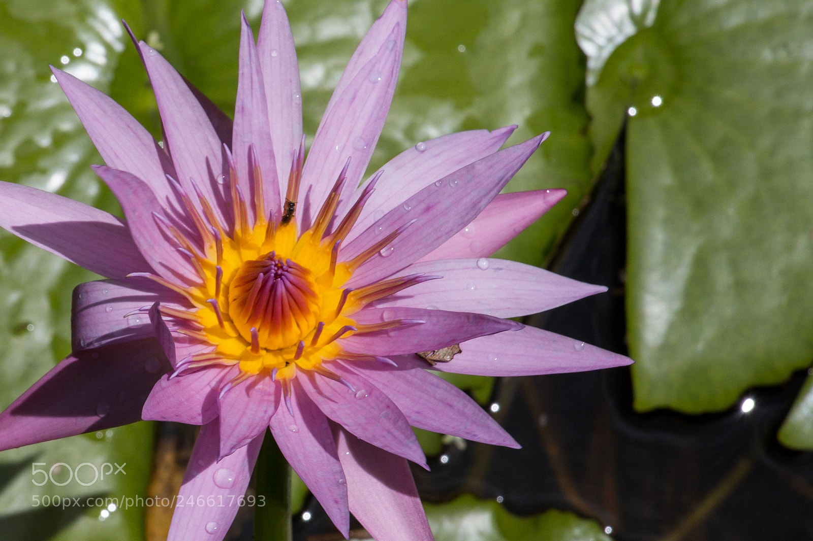 Canon EOS 70D sample photo. Water lilly photography