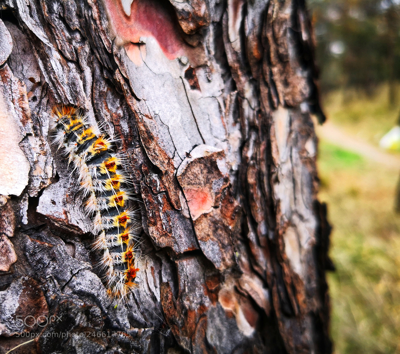 HUAWEI Mate 10 Pro sample photo. Caterpillar walking on the photography