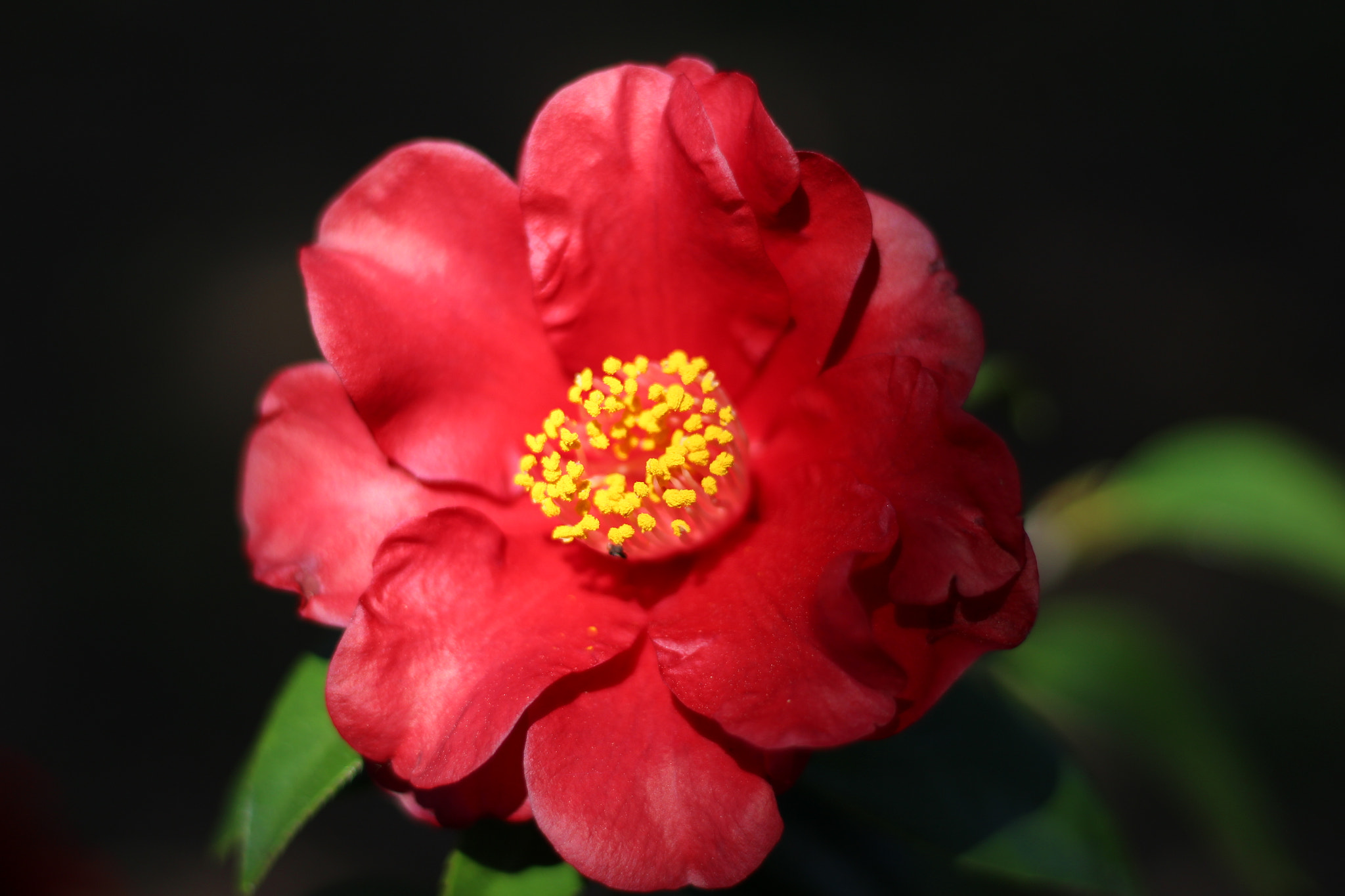 Canon EOS 100D (EOS Rebel SL1 / EOS Kiss X7) sample photo. Dancing blaze camellia photography
