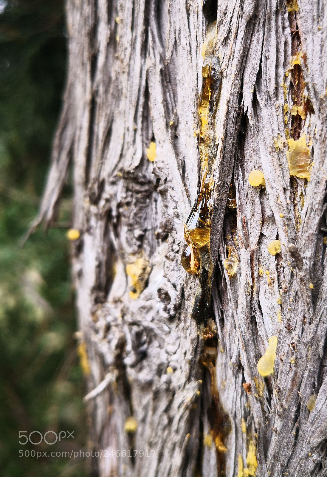 HUAWEI Mate 10 Pro sample photo. Tree resin photography