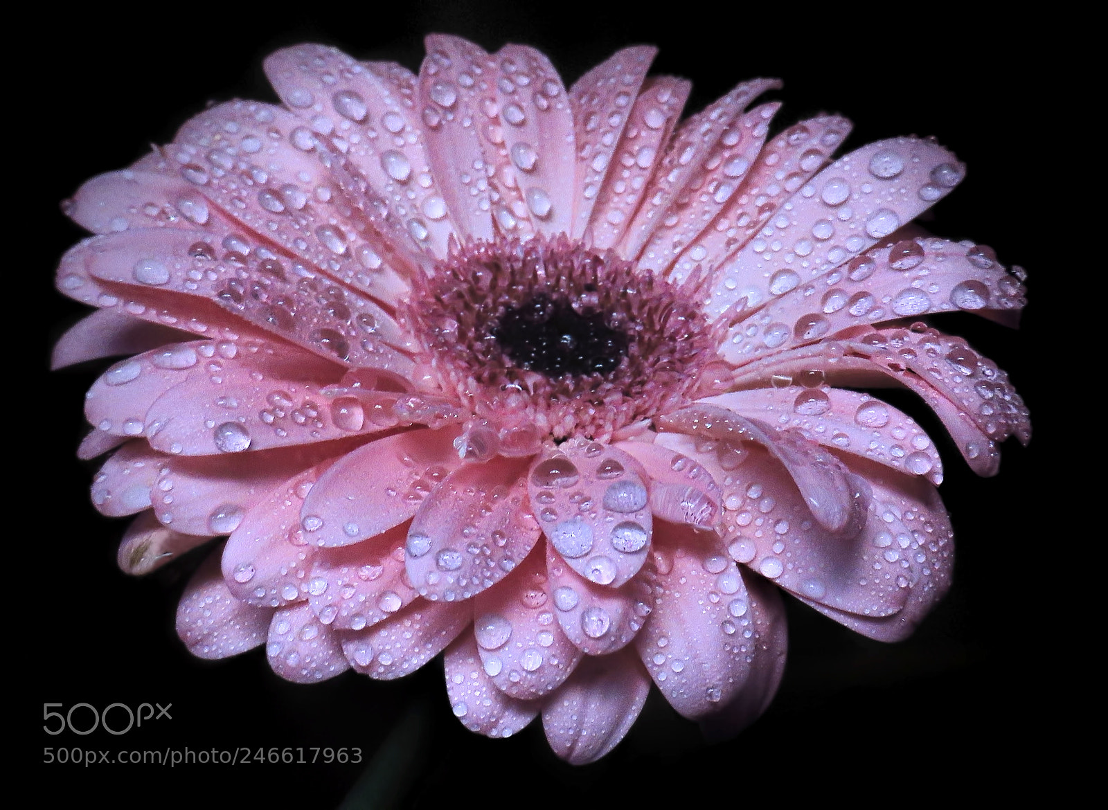 Canon PowerShot SX60 HS sample photo. Pink passion photography