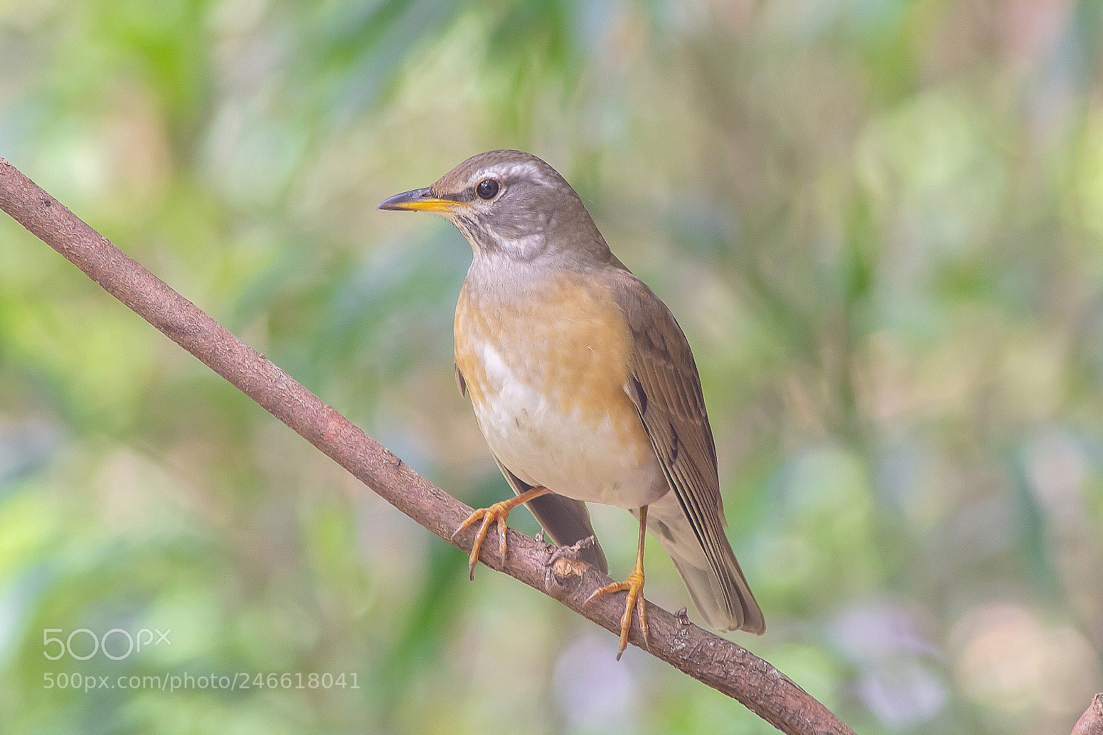 Canon EOS 60D sample photo. Eyebrowed thrush in nature photography