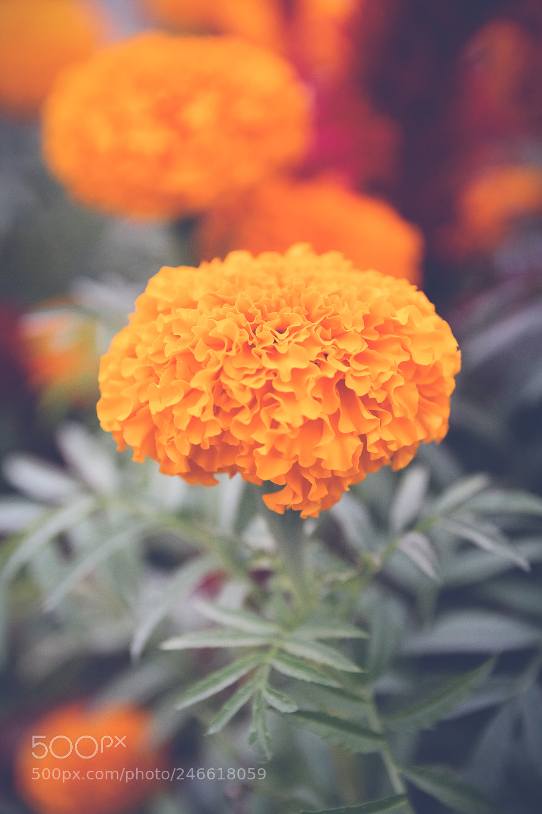Canon EOS 60D sample photo. Spring flowers photography