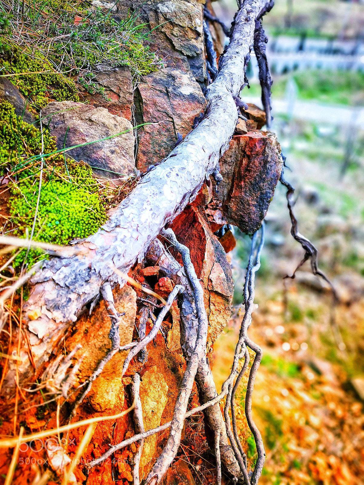 HUAWEI Mate 10 Pro sample photo. The roots of the photography