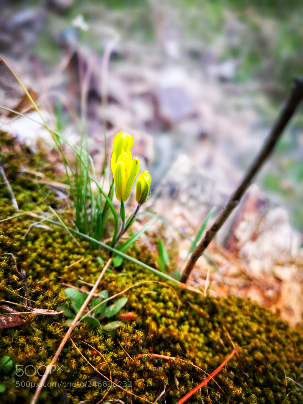 HUAWEI Mate 10 Pro sample photo. Yellow crocus in the photography