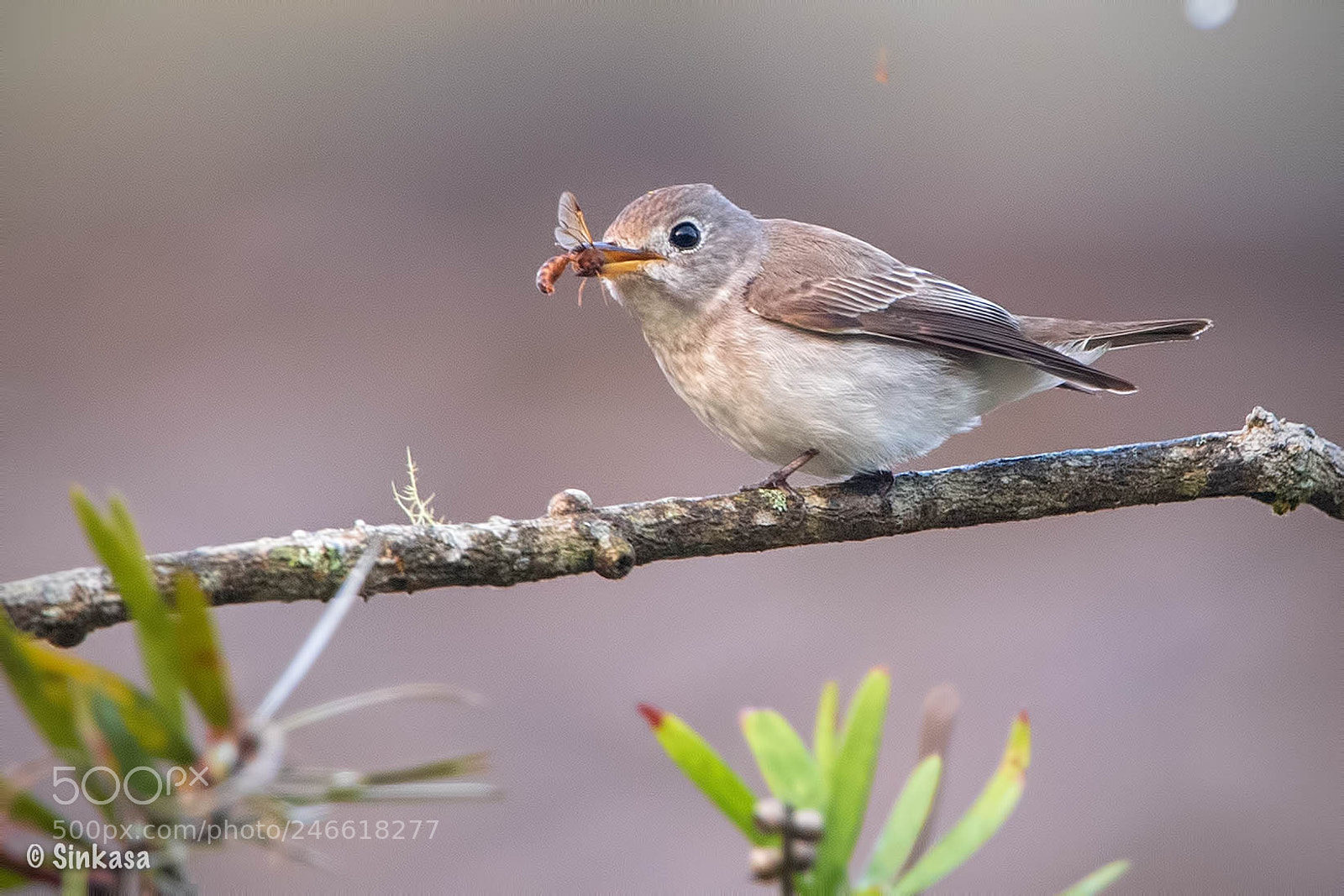 Nikon D5 sample photo. Asian brown flycatcher photography
