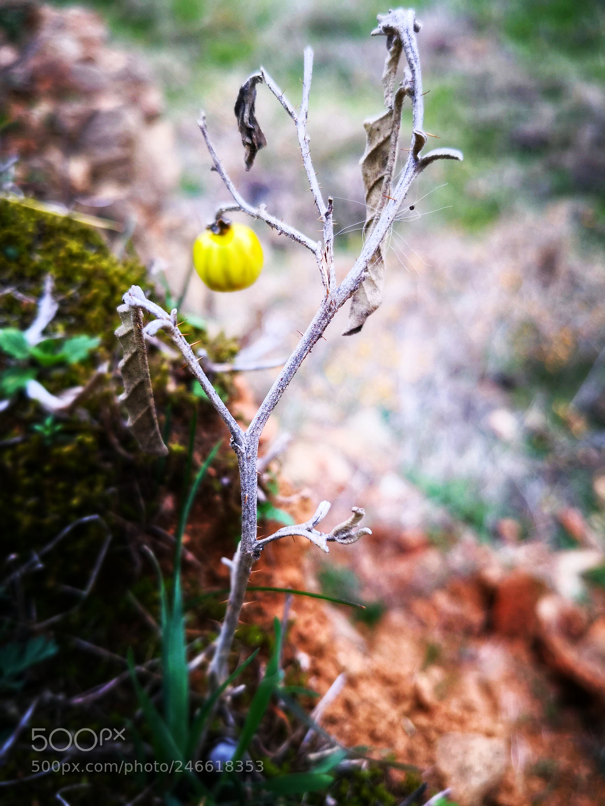 HUAWEI Mate 10 Pro sample photo. Yellow wild berry in photography