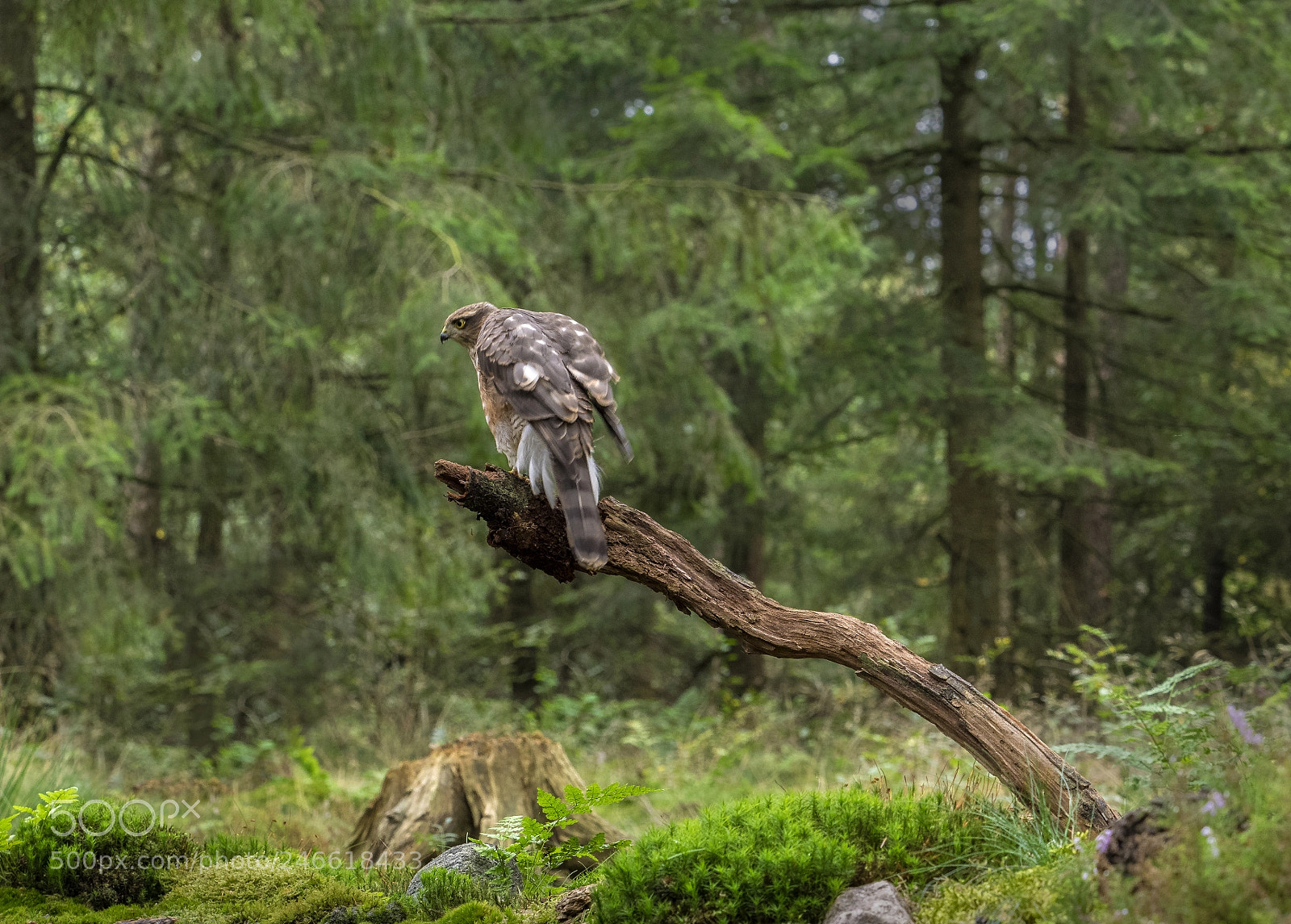 Olympus OM-D E-M1 sample photo. Sparrowhawk photography