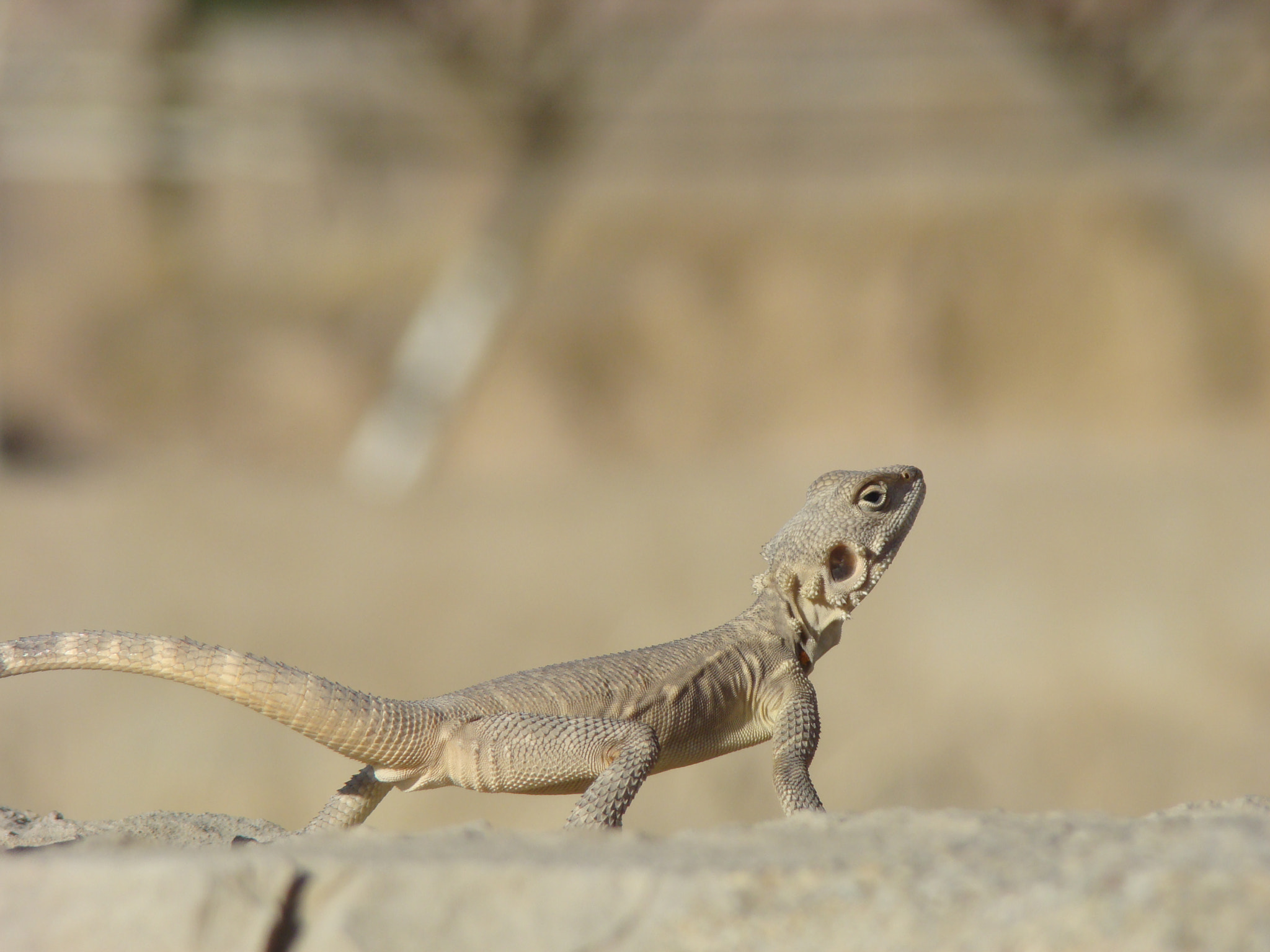 Sony DSC-H7 sample photo. Persepolis lizard photography