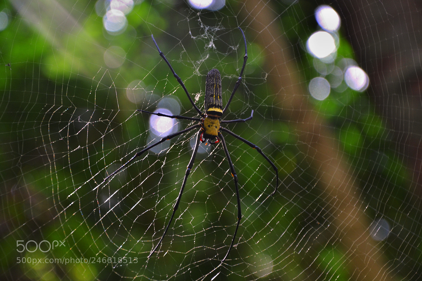 Nikon D3100 sample photo. Nephila maculata photography