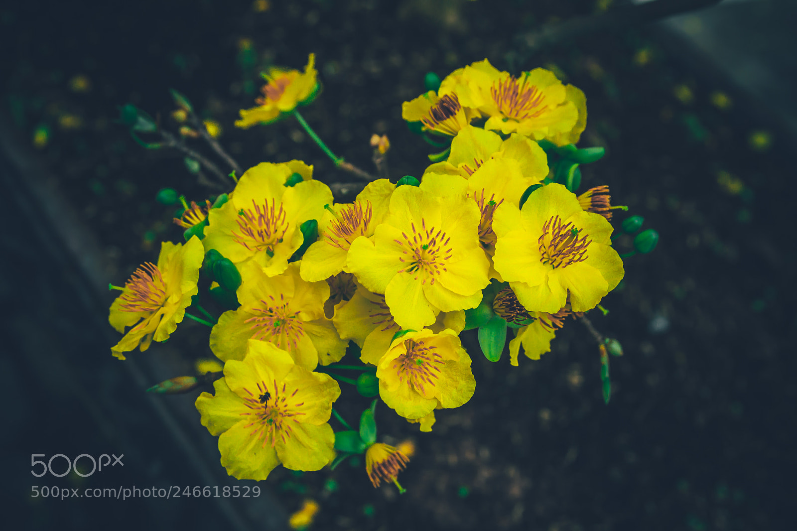 Canon EOS 60D sample photo. Spring flowers photography