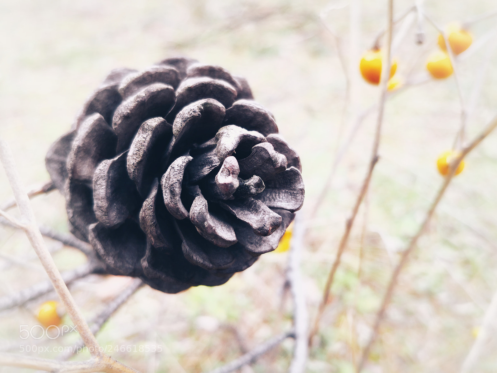 HUAWEI Mate 10 Pro sample photo. A cone in the photography