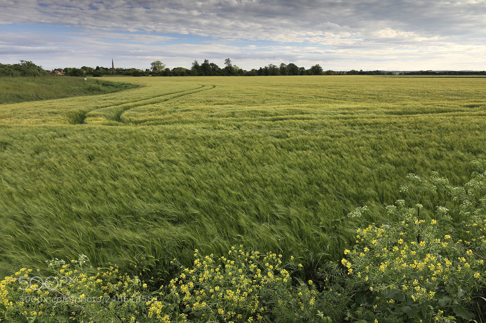 Canon EOS 5D Mark II sample photo. Summer barley crop in photography