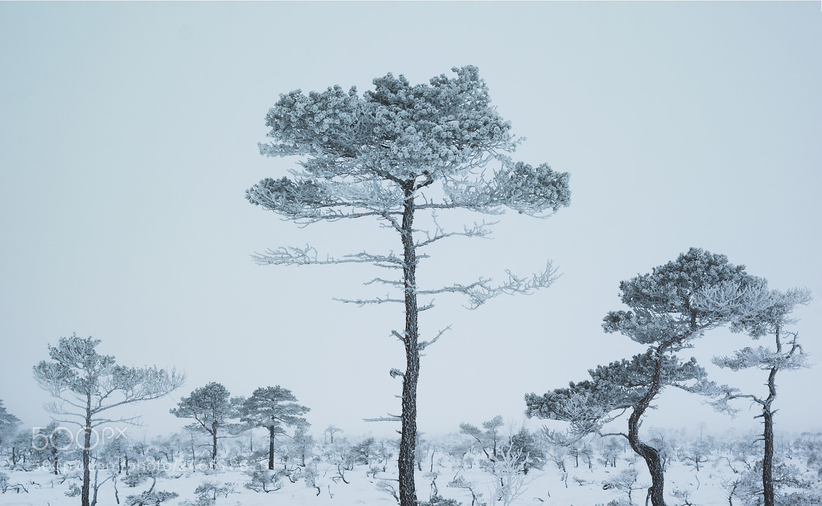 Pentax K-3 sample photo. Winter charm photography