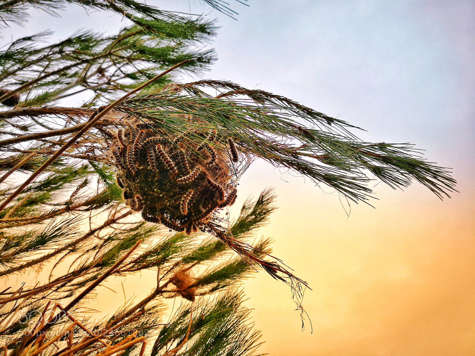 HUAWEI Mate 10 Pro sample photo. A nest of caterpillars photography