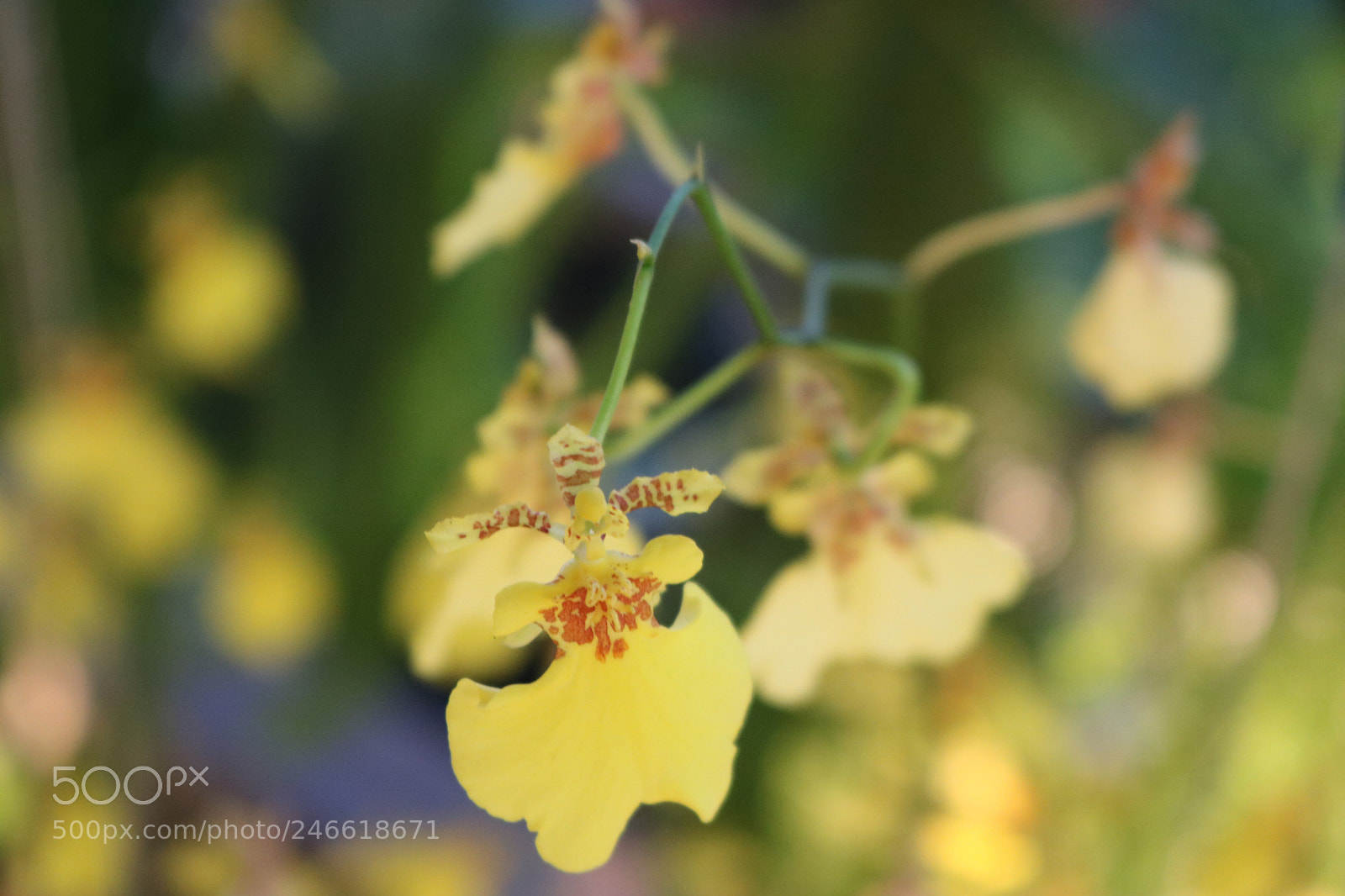 Canon EOS 750D (EOS Rebel T6i / EOS Kiss X8i) sample photo. Untitled photography