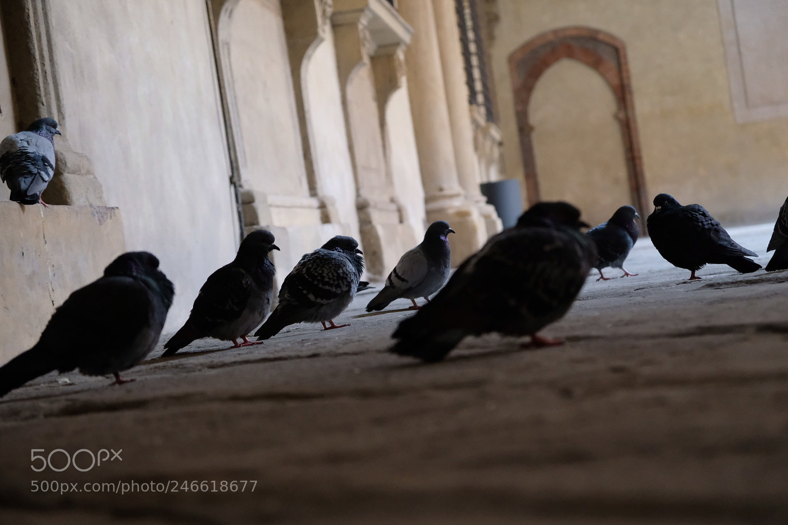 Fujifilm X-T2 sample photo. Gli inquilini delle piazze photography