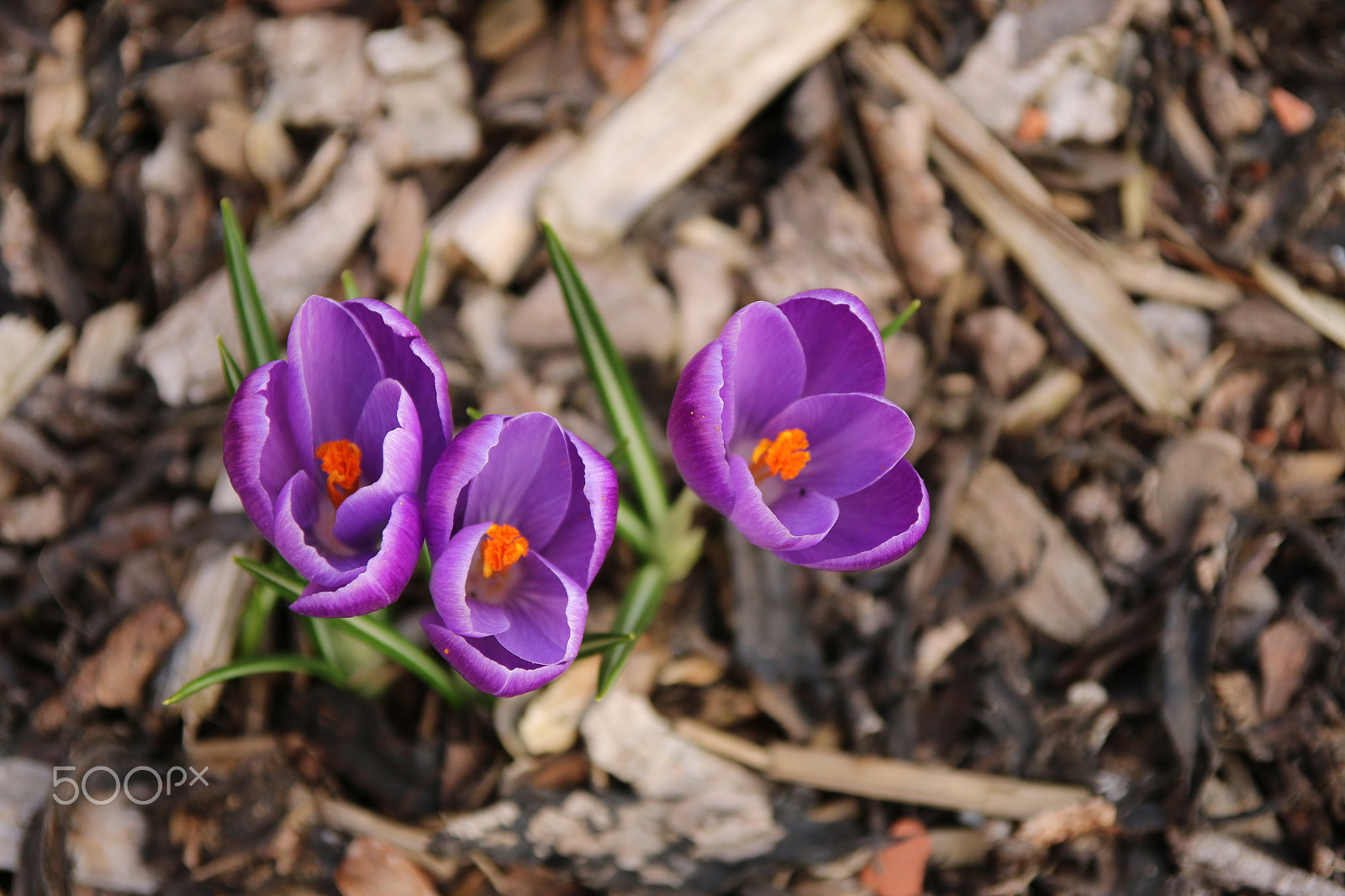 Canon EOS 70D sample photo. #spring #flowers #crocus photography